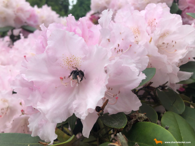 abeja pica a mi perro