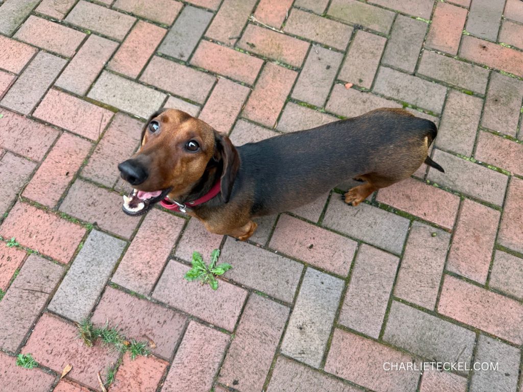 Teckel en verano