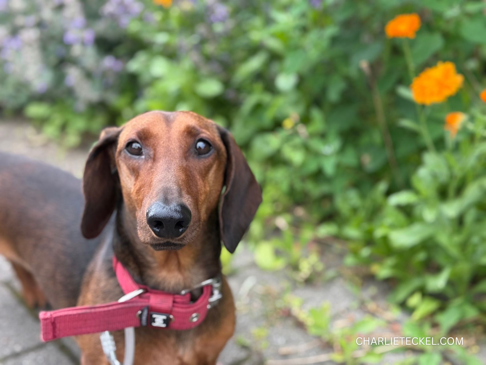 antes de comprar artículos para perros teckel