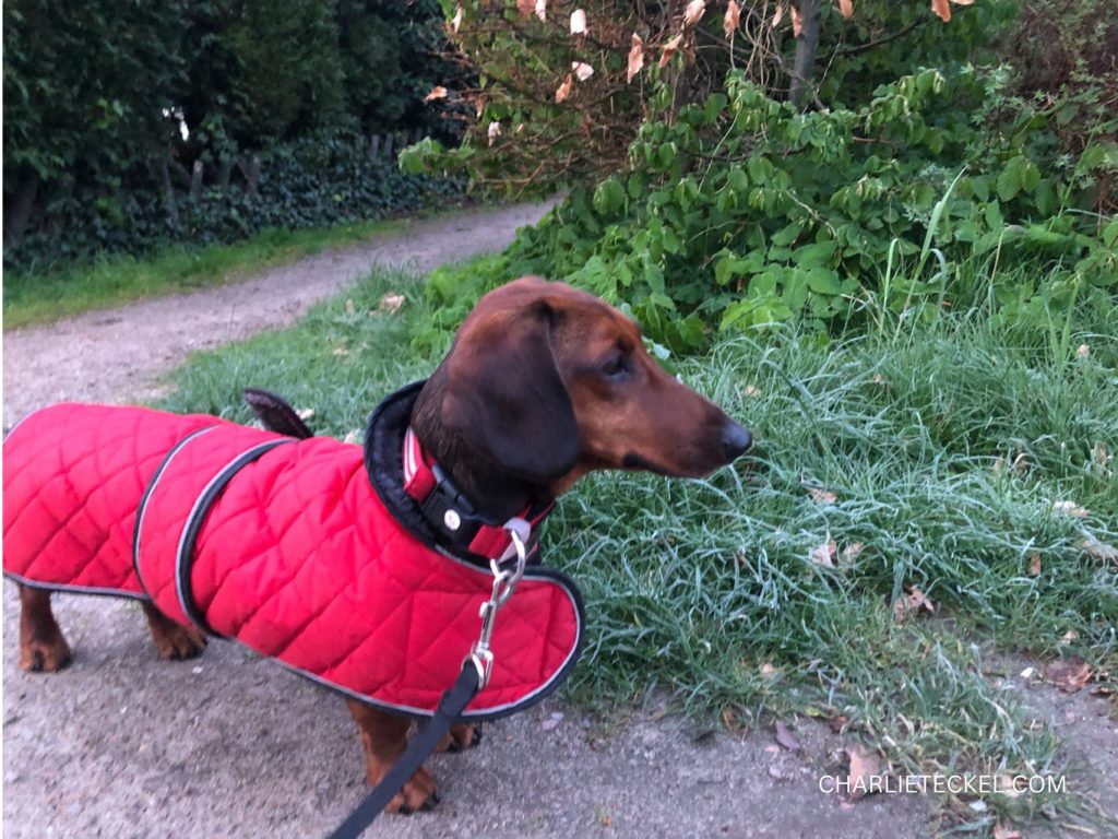 Teckel marrón con abrigo rojo acolchado paseando en un camino, mostrando un ejemplo de ropa de invierno para perros.