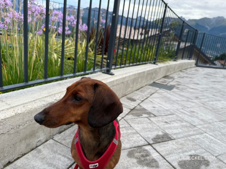 Perro teckel marrón con arnés rojo en una terraza exterior, ilustrando el tema arnés o collar para un teckel, con flores lilas y montañas al fondo