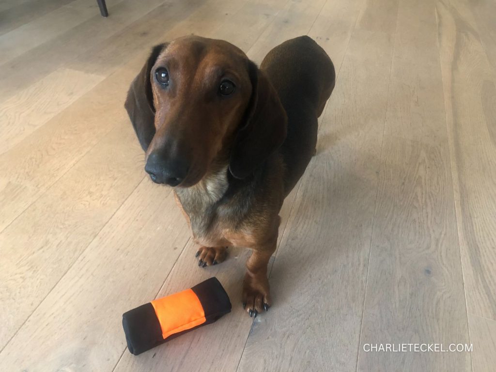 Teckel jugando con un dummy, un juguete de entrenamiento interactivo ideal para la estimulación mental.