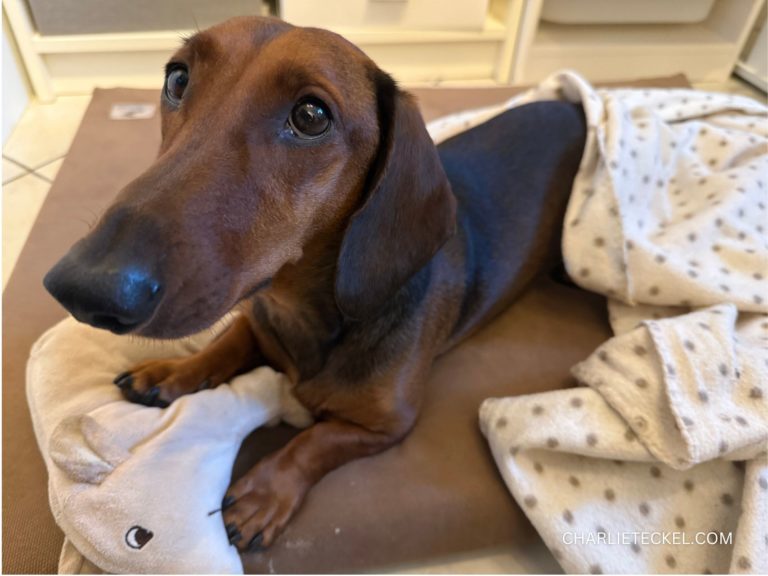 Perro teckel recostado sobre su manta de descanso con un juguete de peluche, ejemplo de cómo una rutina diaria incluye momentos de calma y relajación