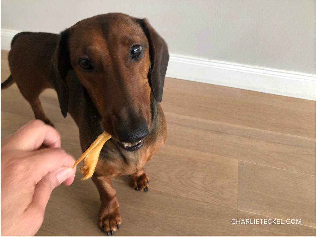 Perro Teckel recibiendo una golosina de la mano de su dueño dentro de casa, como parte de un juego en un día de lluvia