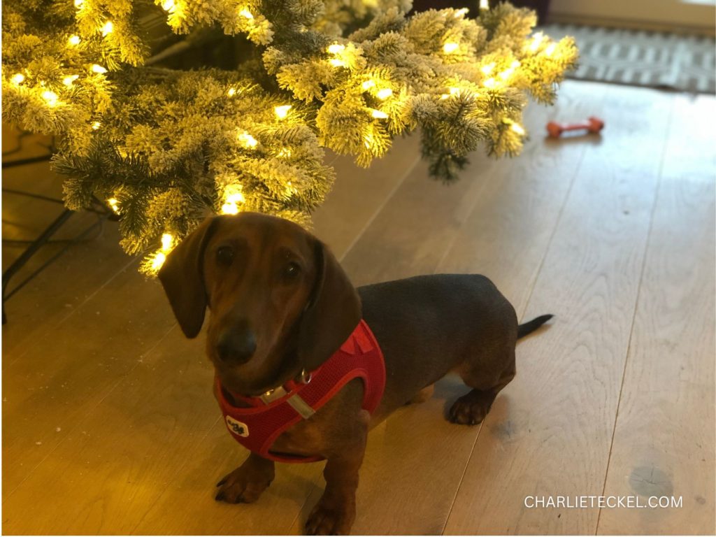 Perro salchicha marrón con arnés rojo bajo un árbol de Navidad iluminado, ejemplo festivo para ideas de regalos de Navidad para dueños de teckel
