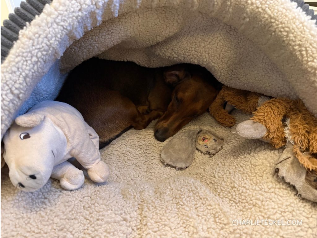 Teckel descansando dentro de una cama tipo cueva, rodeado de peluches, mostrando un regalo cómodo y acogedor ideal para Navidad