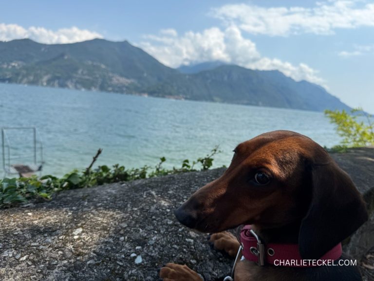 Perro teckel con arnés rosa junto a un lago de montaña, ejemplo de momentos tranquilos que complementan los juegos de estimulación mental para teckel.